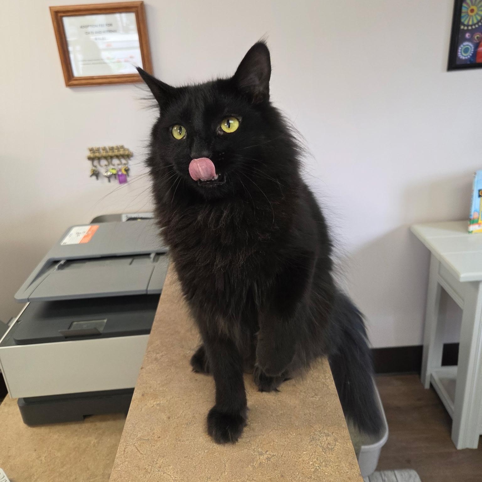 Enlarge Jorge, a Adoptable Domestic Medium Hair in Grosse Ile, MI image 2/3
