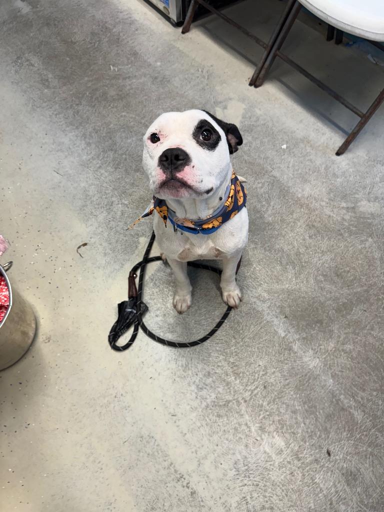 Elf, Adoptable, Young Male Pit Bull Terrier.