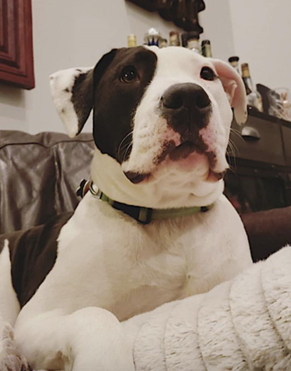 Enlarge April, a Adoptable mixed breed in Baltimore, MD image 2/6