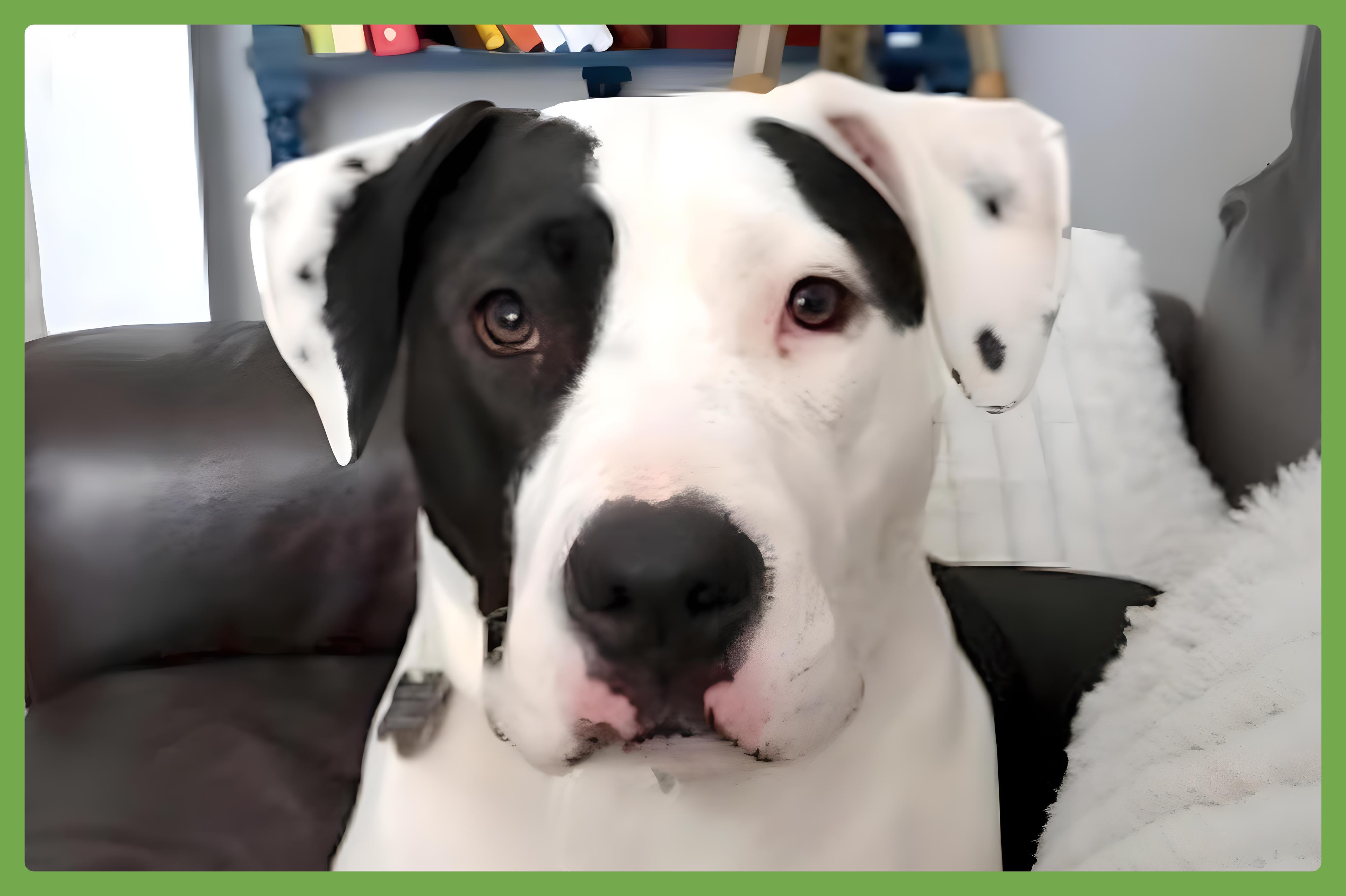 Enlarge April, a Adoptable mixed breed in Baltimore, MD image 1/6