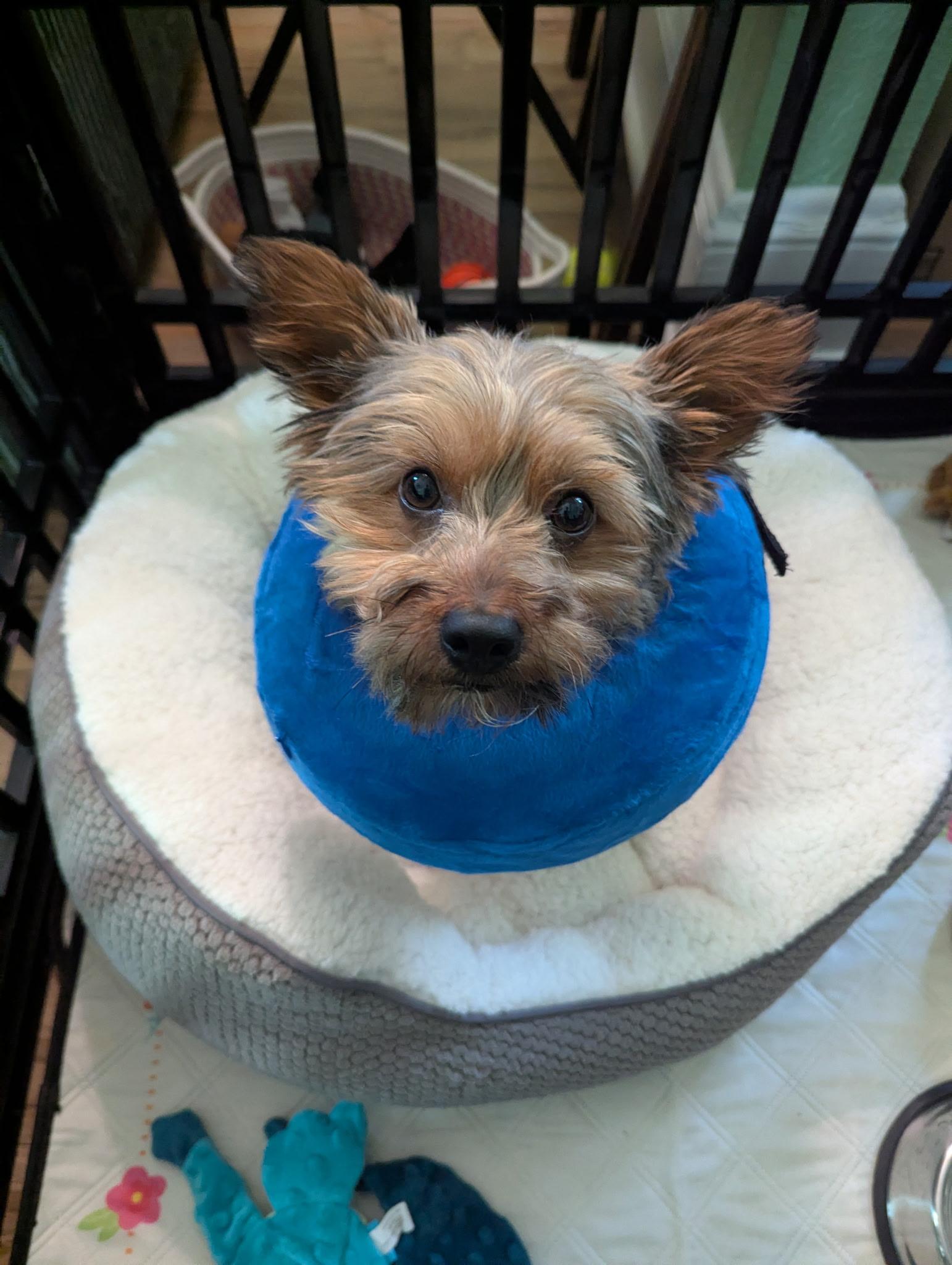 Terry, a ADOPTABLE mixed breed in Manassas, VA image 3/3