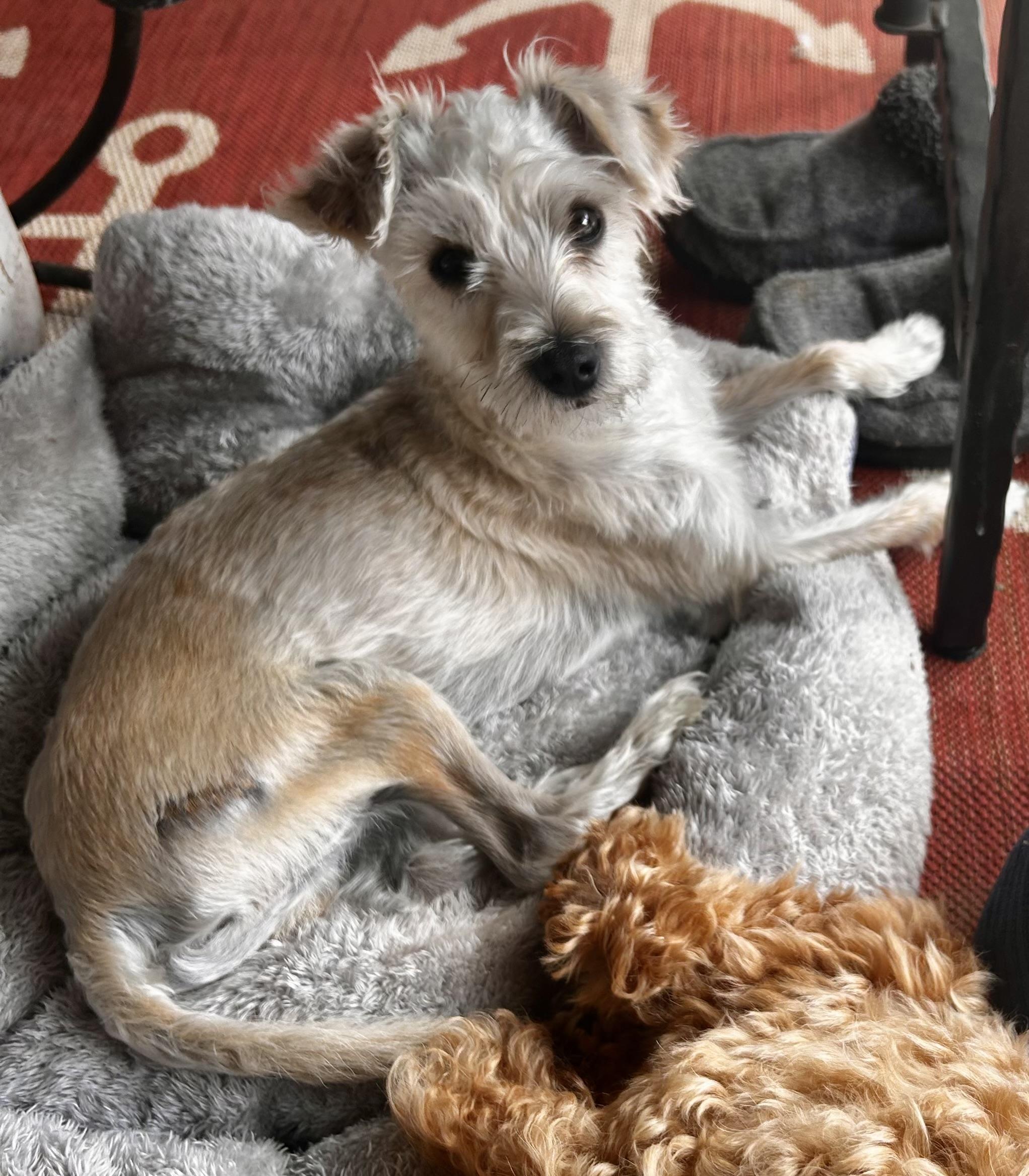 Terry, ADOPTABLE, Young Male Terrier.