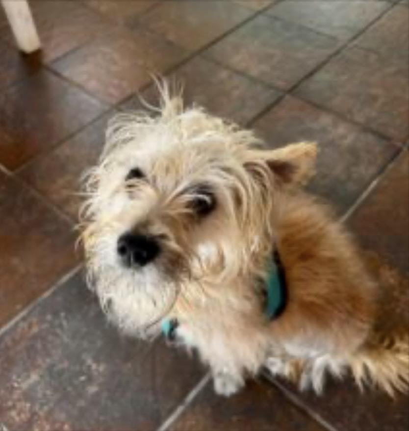 Enlarge Terry, a ADOPTABLE mixed breed in Manassas, VA image 1/1