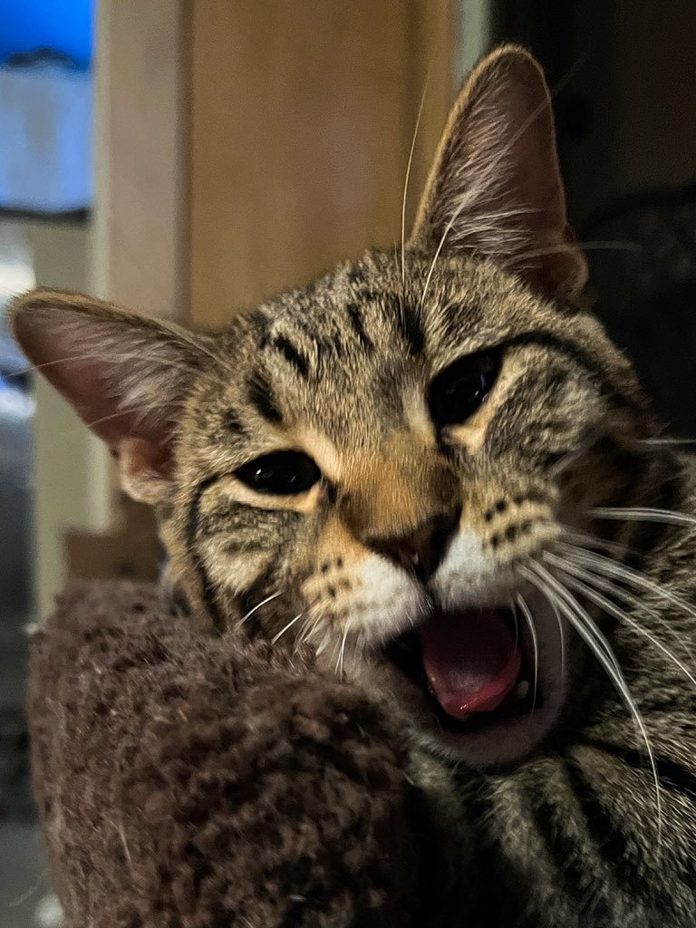 Lyric, a Adoptable Domestic Short Hair in Sioux Falls, SD image 2/6