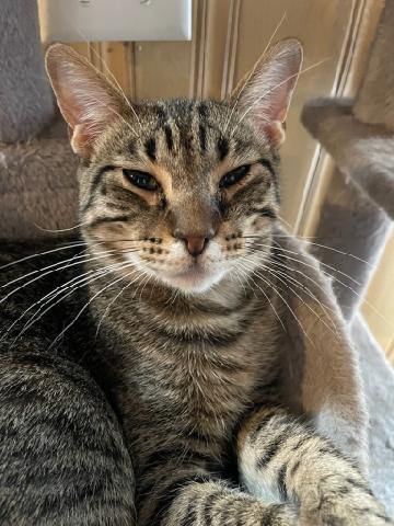 Lyric, a Adoptable Domestic Short Hair in Sioux Falls, SD image 6/6