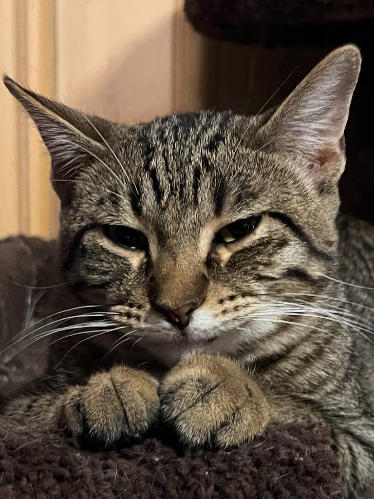 Lyric, a Adoptable Domestic Short Hair in Sioux Falls, SD image 3/6