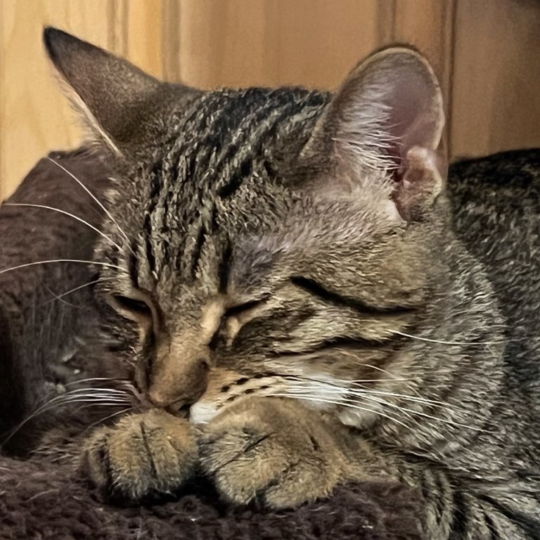 Lyric, a Adoptable Domestic Short Hair in Sioux Falls, SD image 5/6