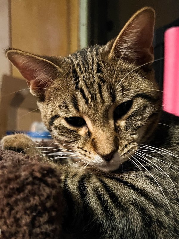 Lyric, a Adoptable Domestic Short Hair in Sioux Falls, SD image 4/6