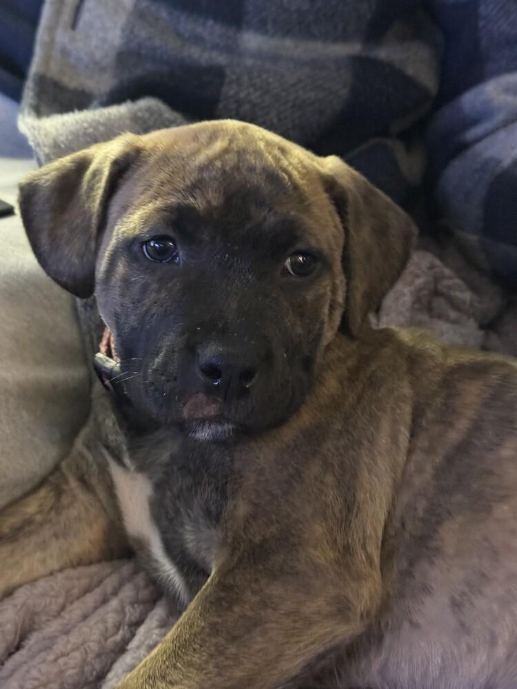 Fiona, Adoptable, Puppy Female Catahoula Leopard Dog & American Bully.