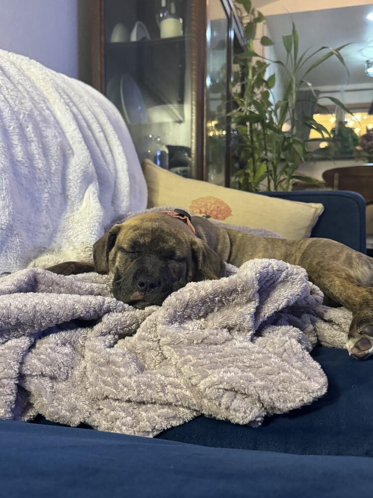 Fiona, a Adoptable mixed breed in Denver, CO image 2/4