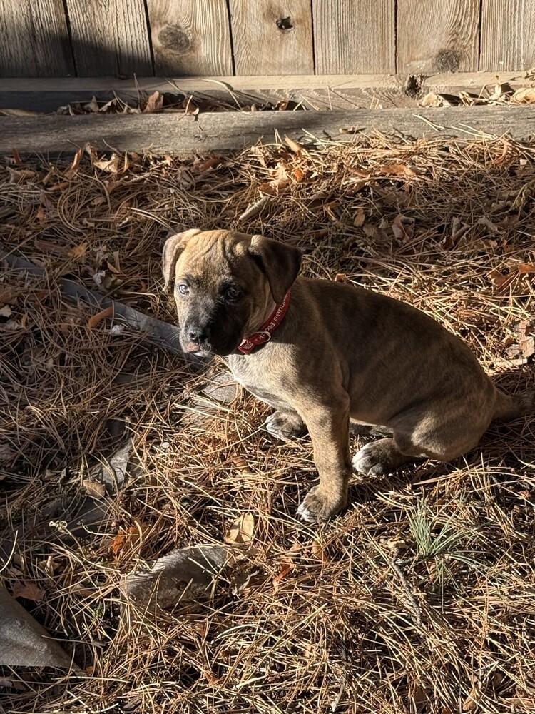 Fiona, a Adoptable mixed breed in Denver, CO image 3/4