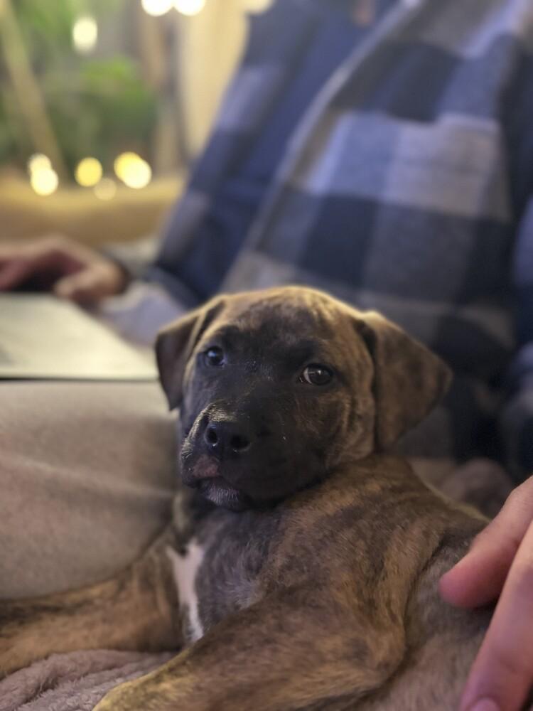 Fiona, a Adoptable mixed breed in Denver, CO image 4/4