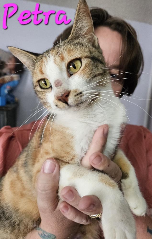 Enlarge Petra, a Adoptable mixed breed in Willcox, AZ image 2/2