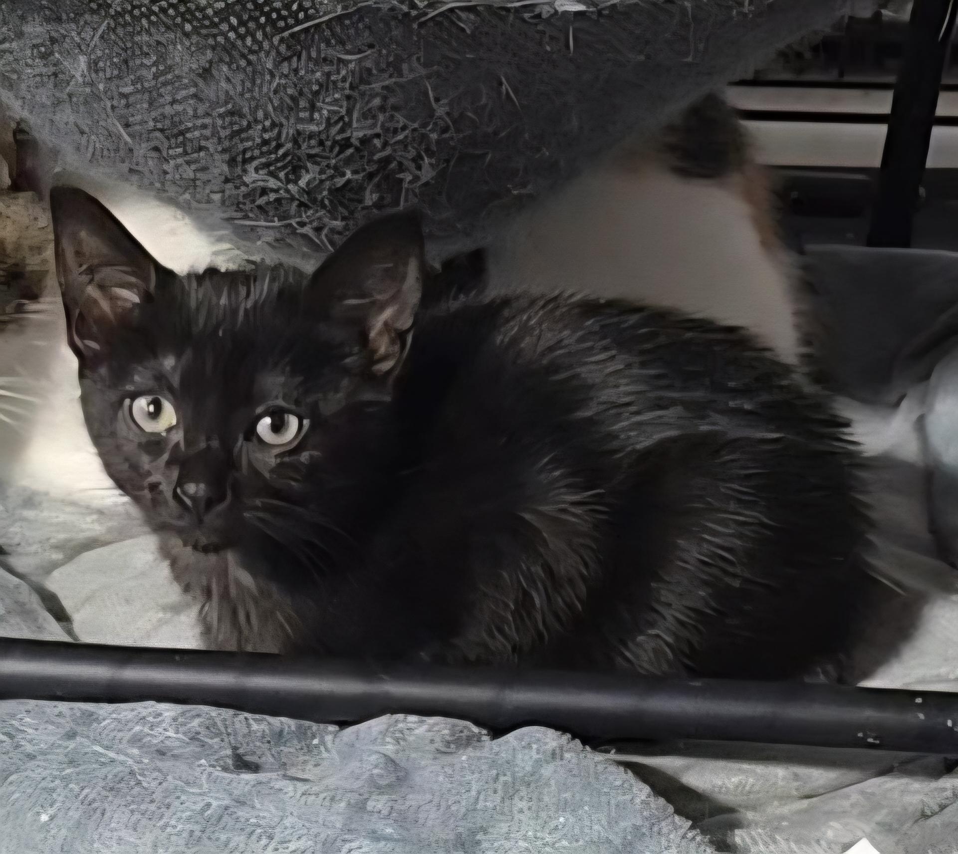 Enlarge Kittens, an adoptable mixed breed in Stevensville, ON image 2/6