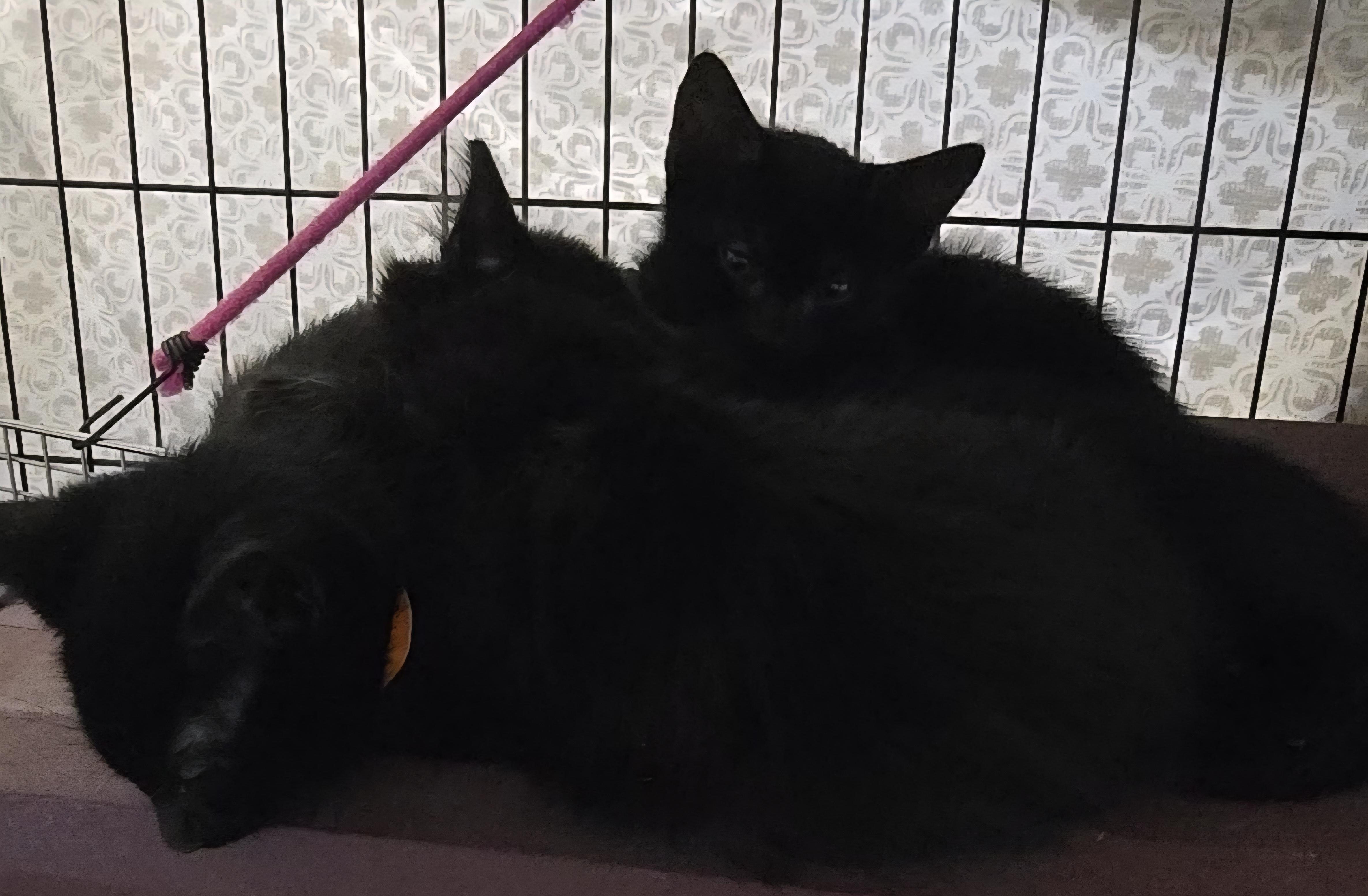 Enlarge Kittens, an adoptable mixed breed in Stevensville, ON image 5/6