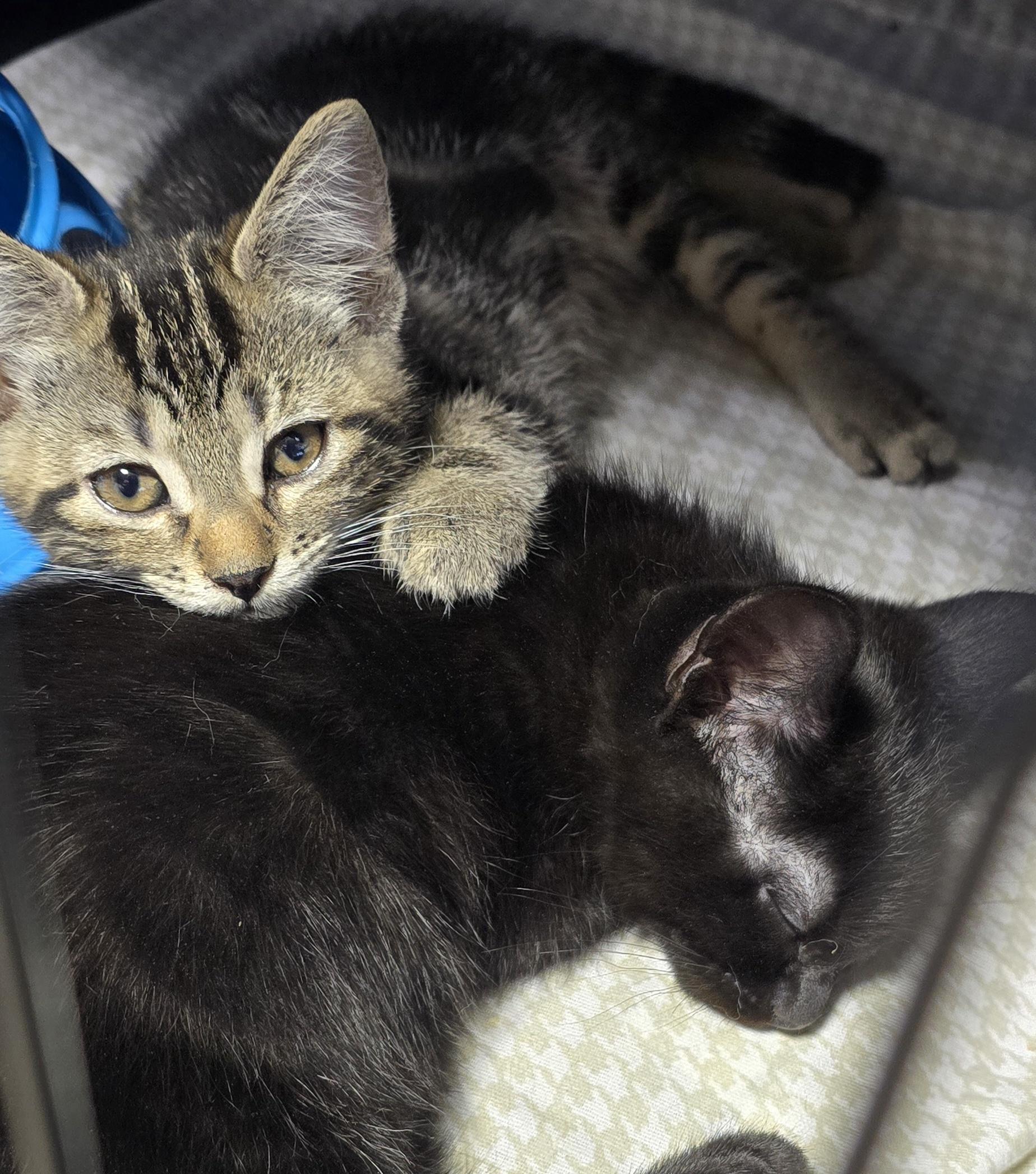 Enlarge Kittens, an adoptable mixed breed in Stevensville, ON image 4/6