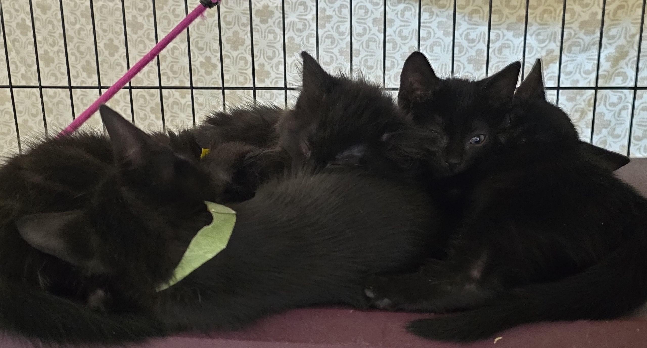 Enlarge Kittens, an adoptable mixed breed in Stevensville, ON image 3/6