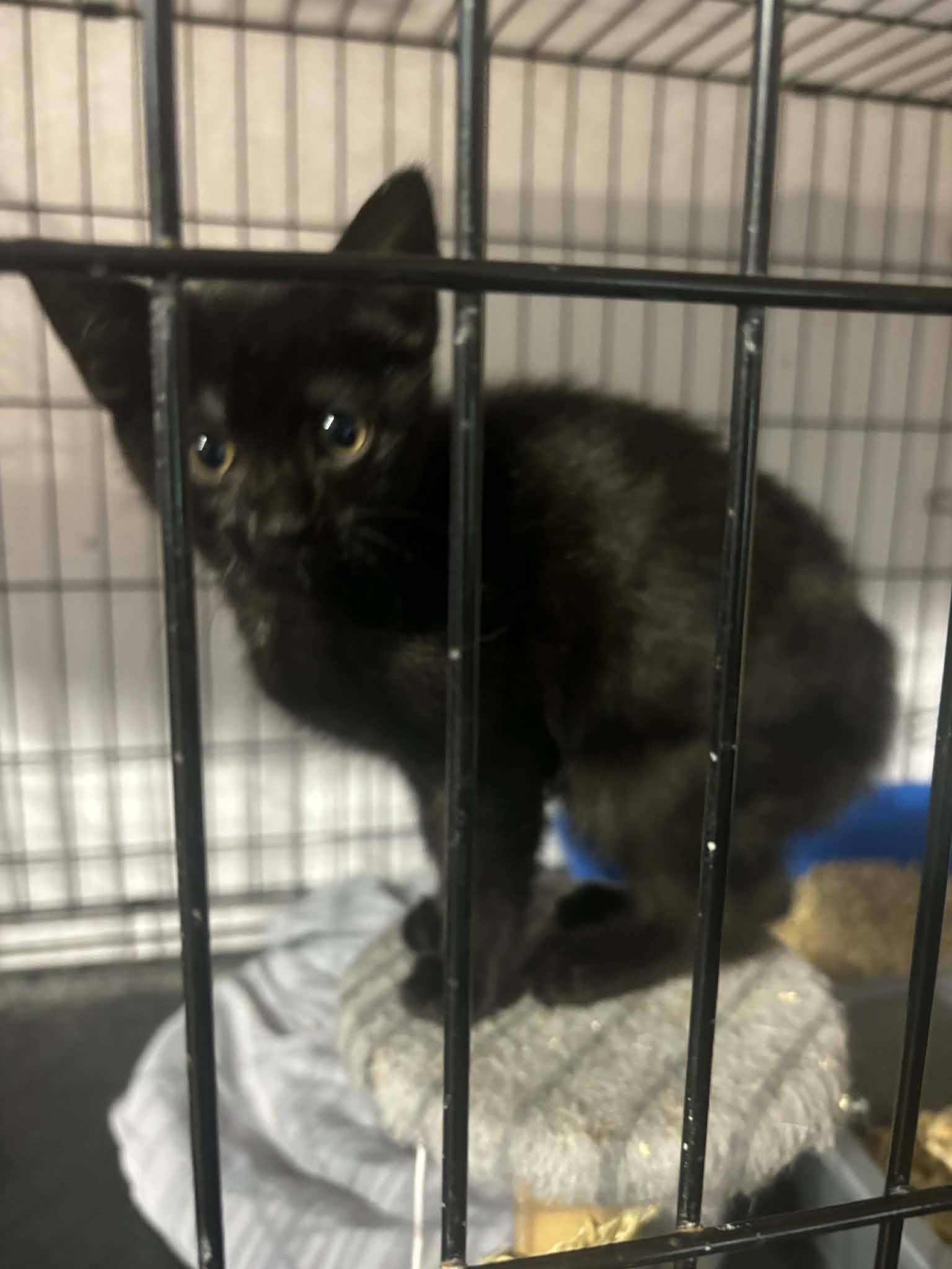 Kittens, adoptable, Kitten Male Domestic Short Hair & Tabby.