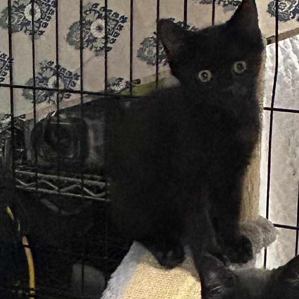 Kittens, a Adoptable mixed breed in Stevensville, ON image 2/3