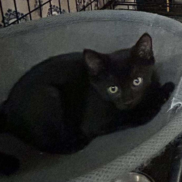 Kittens