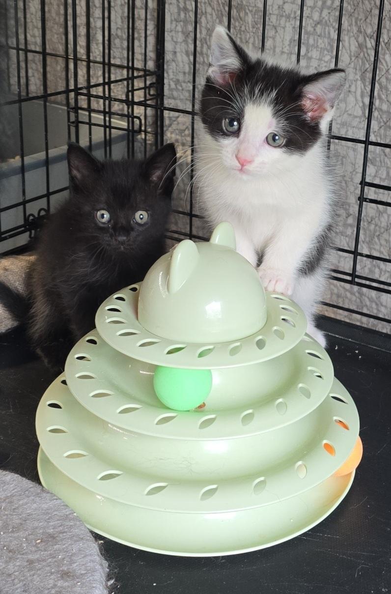 Enlarge Kittens, an adoptable mixed breed in Stevensville, ON image 6/6