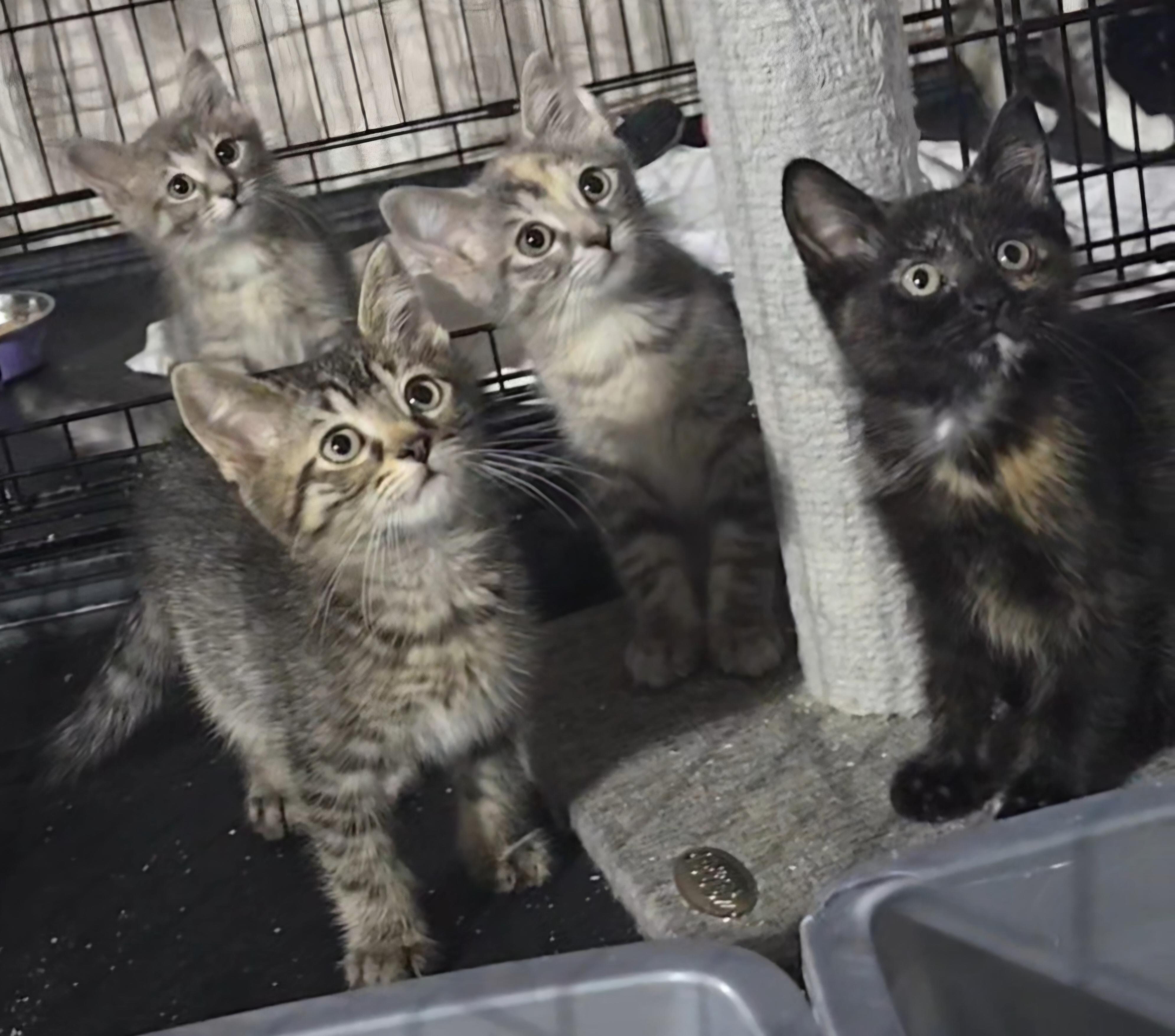 Kittens, an adoptable mixed breed in Stevensville, ON image 5/5