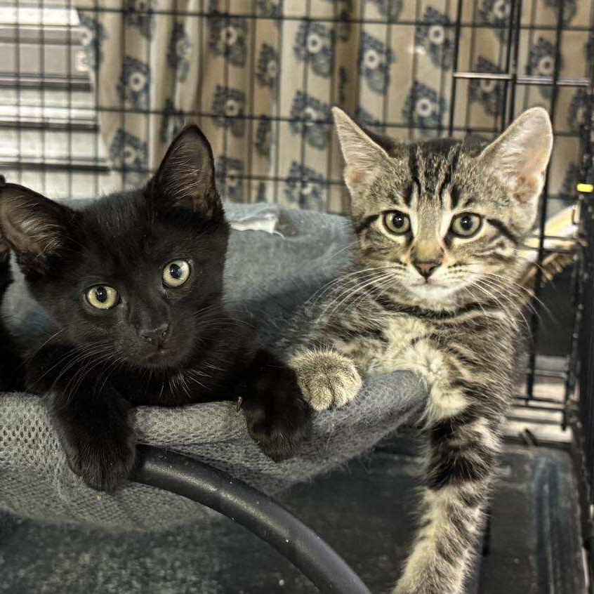 Kittens, a Adoptable mixed breed in Stevensville, ON image 1/3