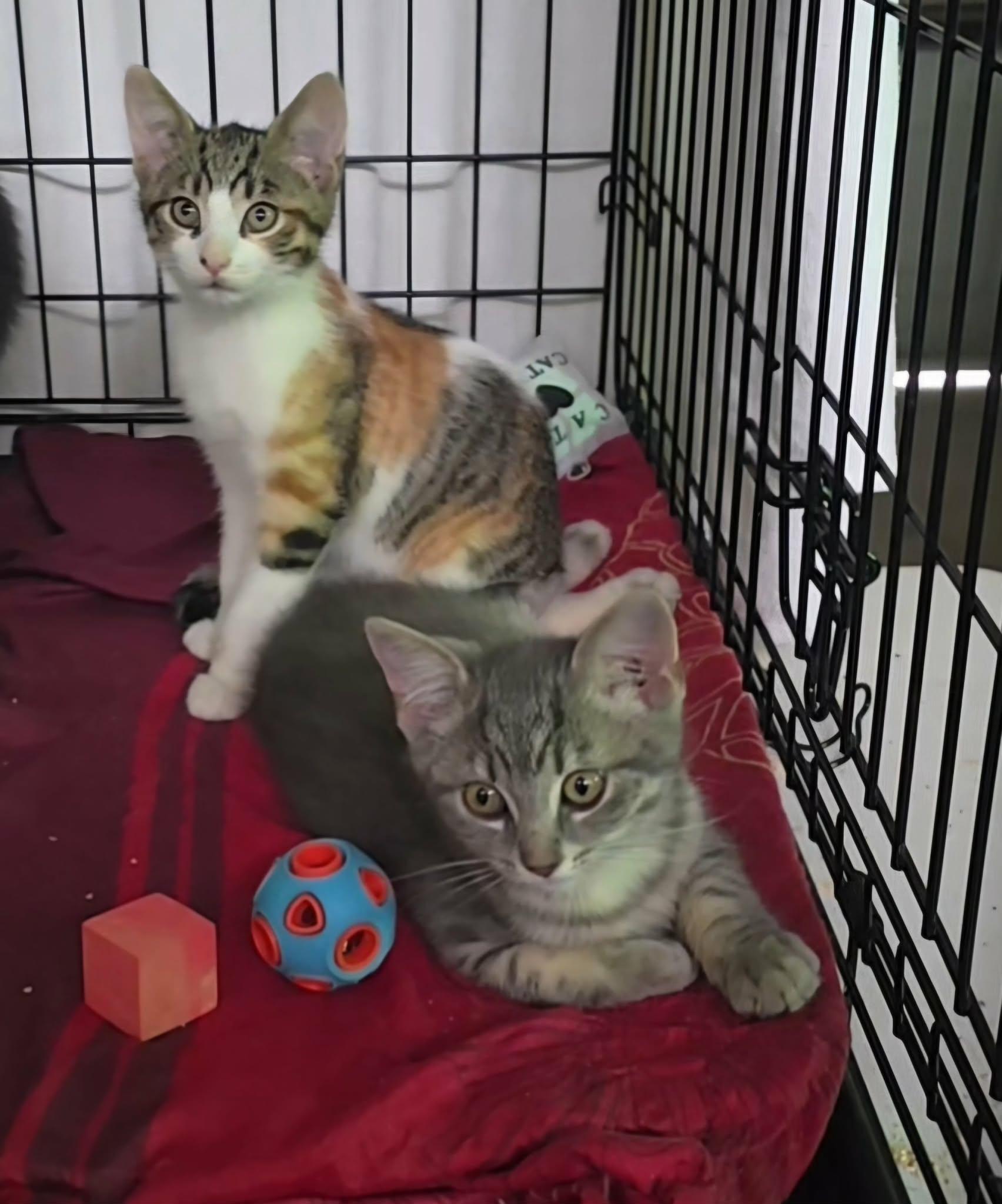Kittens, an adoptable mixed breed in Stevensville, ON image 3/5