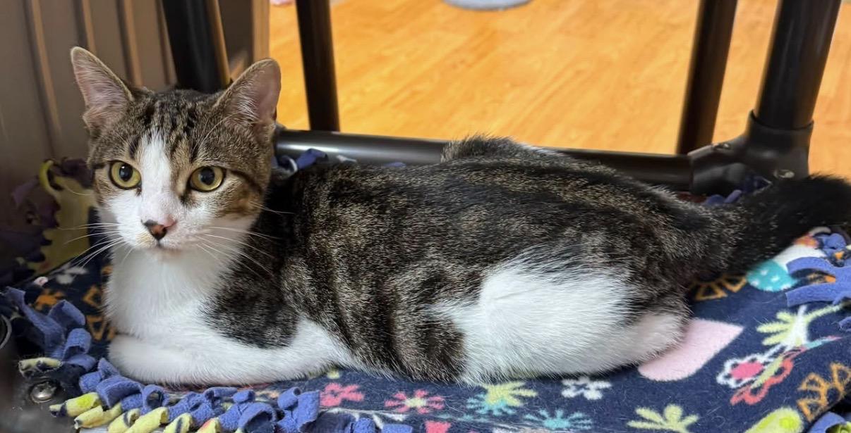 Enlarge Bodie, a ADOPTABLE Domestic Short Hair in Mauston, WI image 2/2