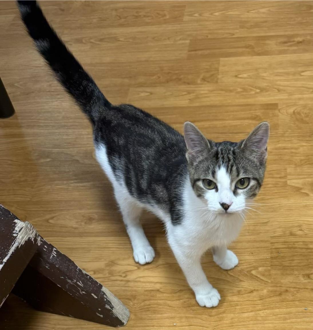 Enlarge Bodie, a ADOPTABLE Domestic Short Hair in Mauston, WI image 1/1