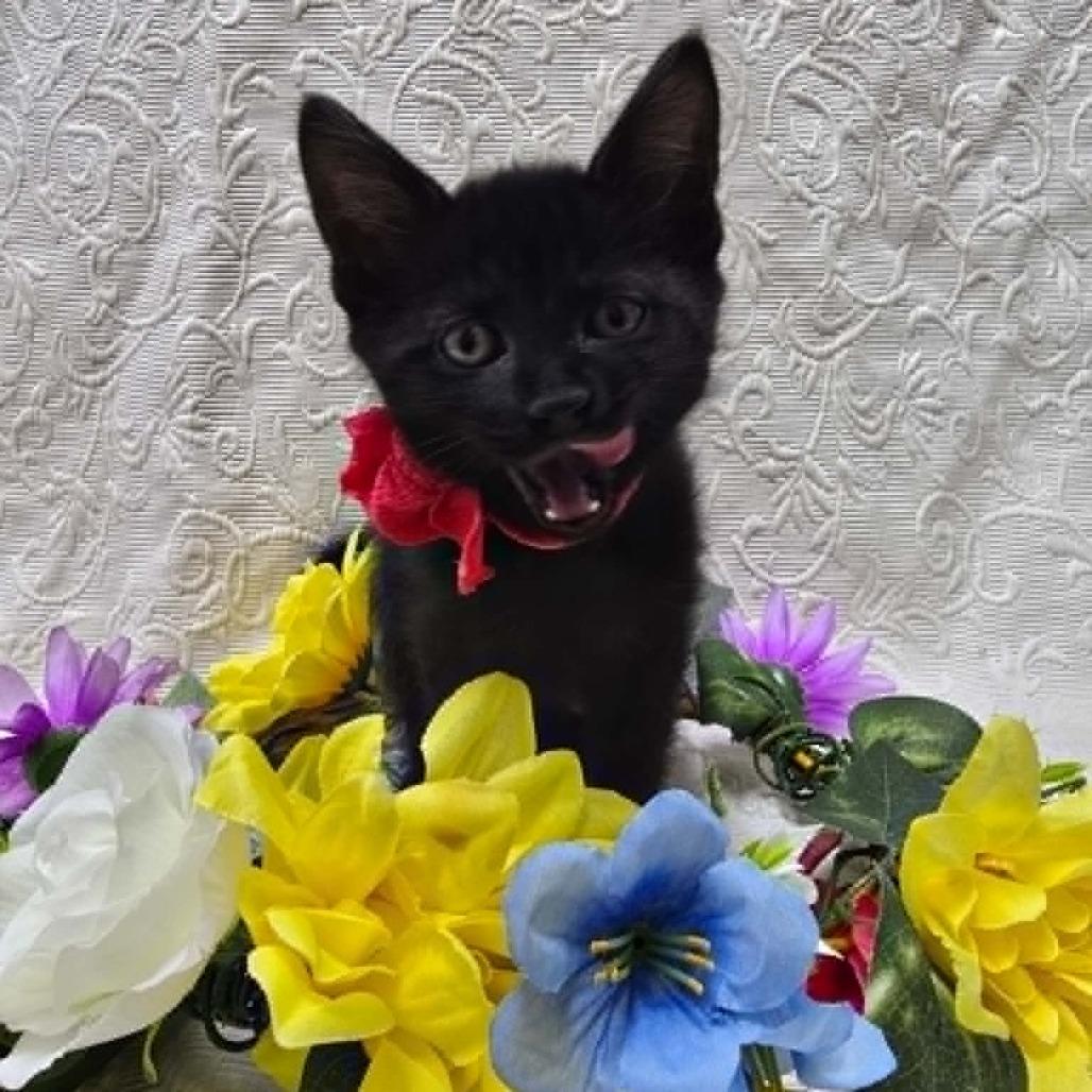 Enlarge Ruckus (Special needs), a ADOPTABLE Domestic Short Hair in Portland, OR image 4/4