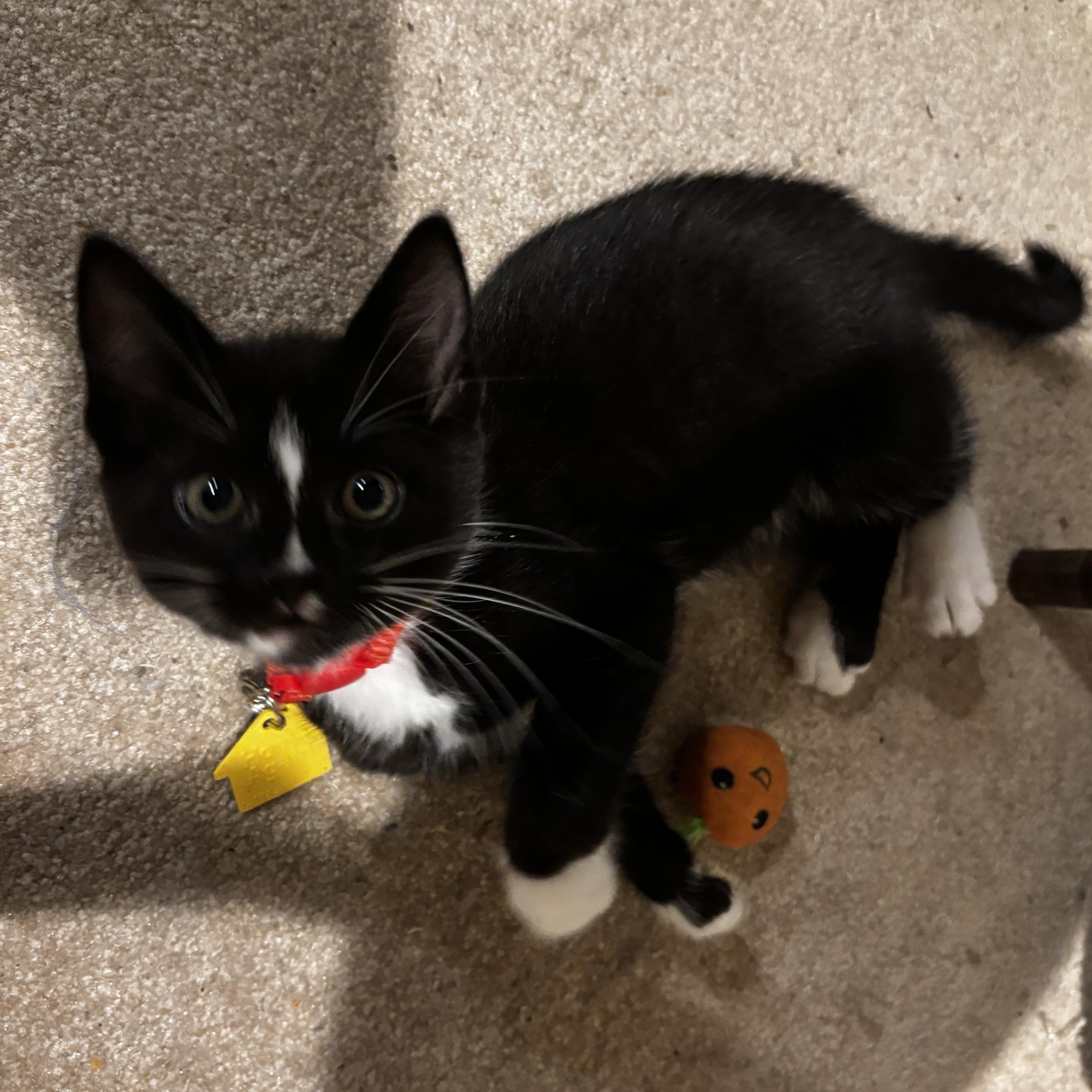 Enlarge Ruckus (Special needs), a ADOPTABLE Domestic Short Hair in Portland, OR image 3/4