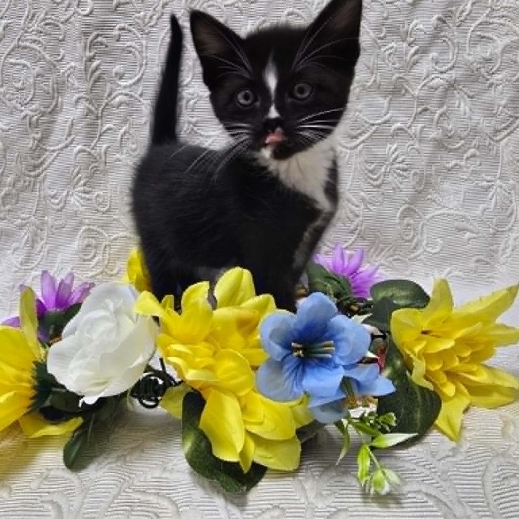 Enlarge Ruckus (Special needs), a ADOPTABLE Domestic Short Hair in Portland, OR image 1/4