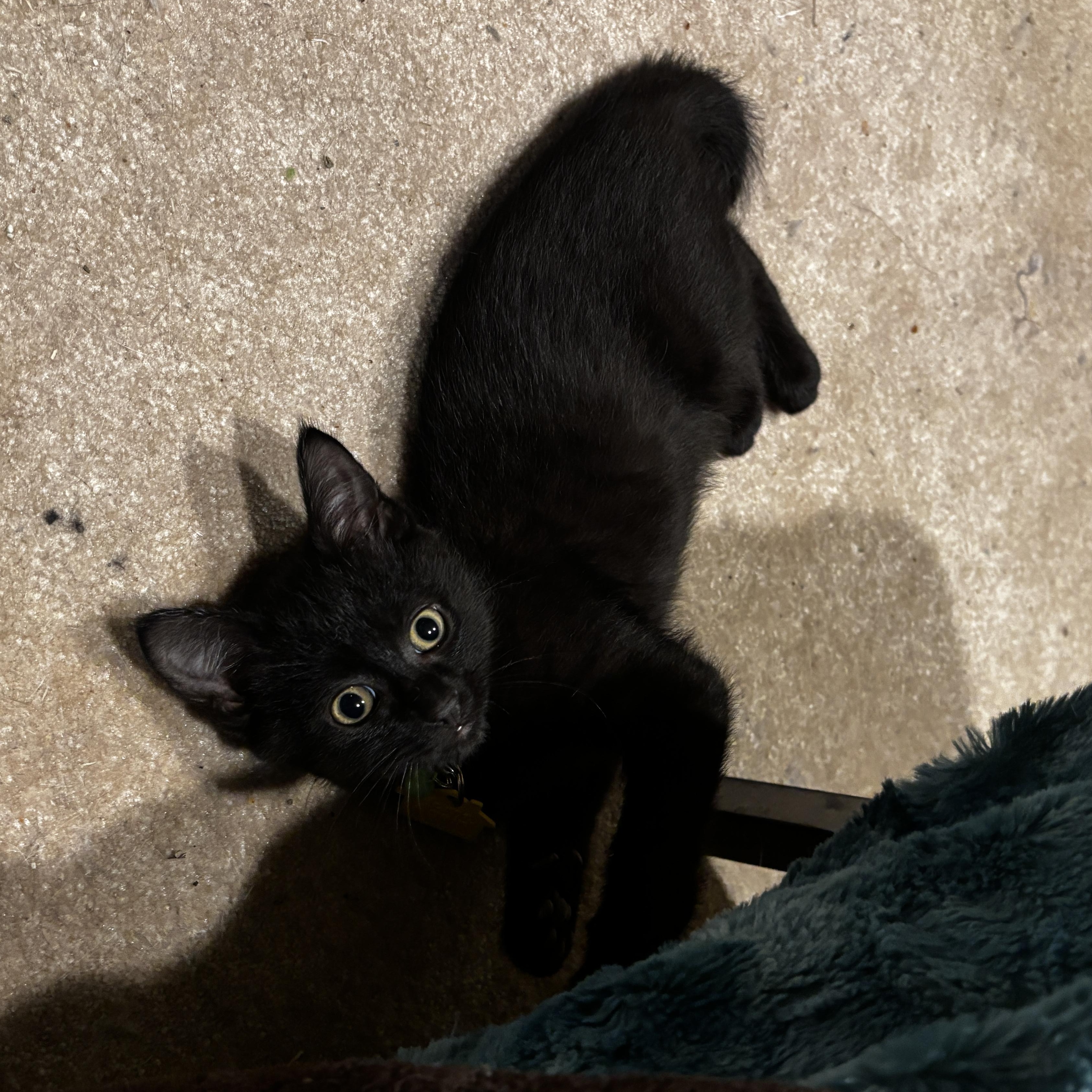 Enlarge Ruckus (Special needs), a ADOPTABLE Domestic Short Hair in Portland, OR image 2/4