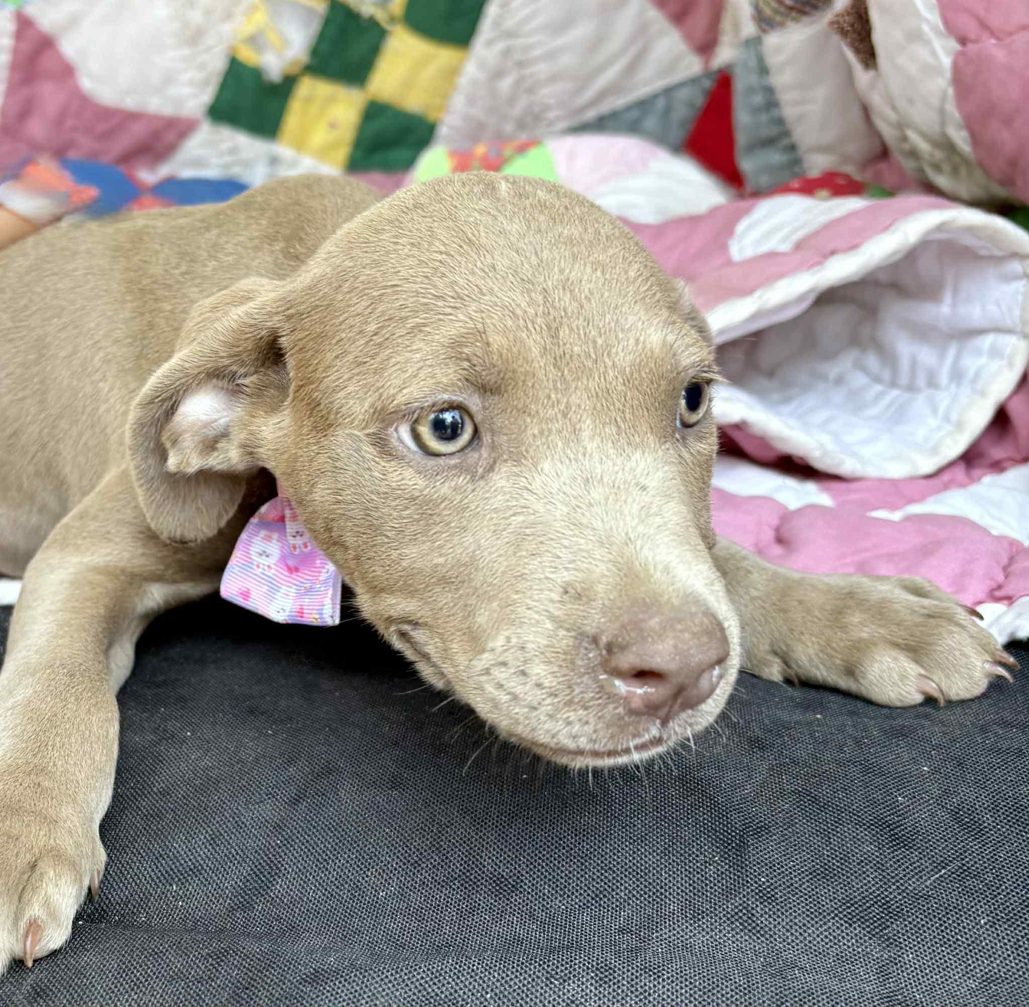 Lila