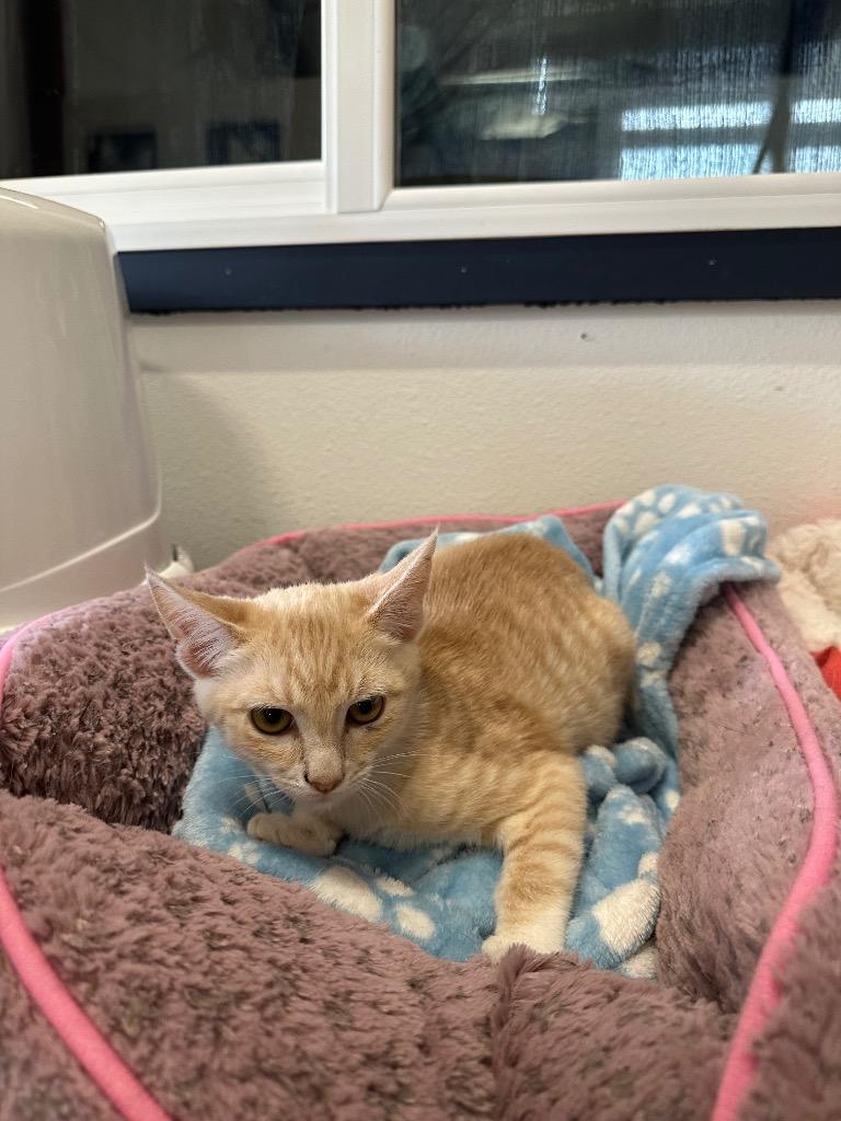 Parmesan, Adoptable, Kitten Male Tabby.