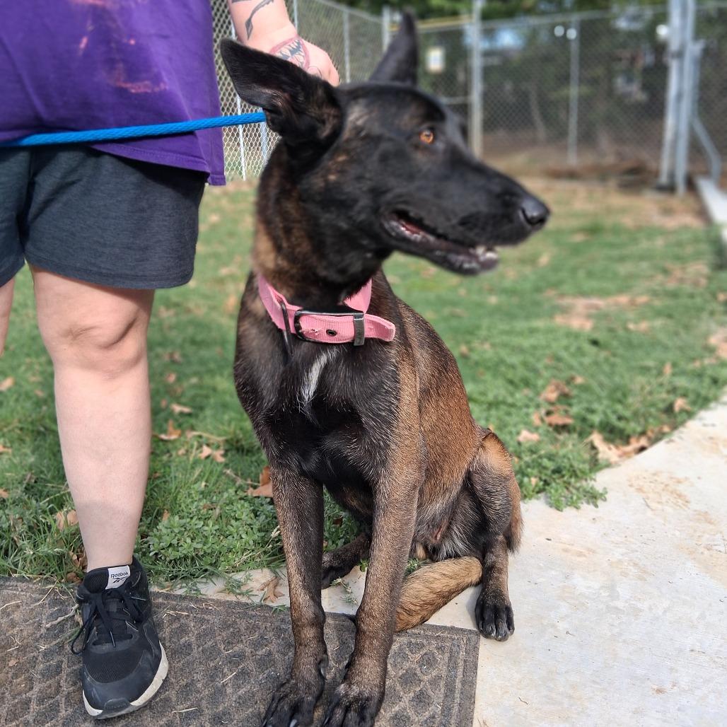 Enlarge Elvira, a Adoptable Belgian Shepherd / Malinois in Denison, TX image 1/4