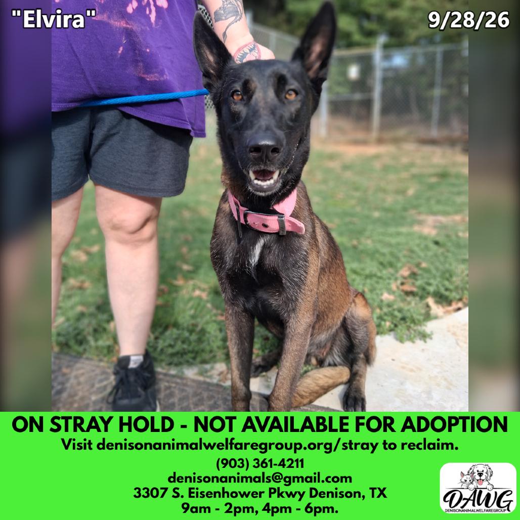 Enlarge Elvira, a Adoptable Belgian Shepherd / Malinois in Denison, TX image 2/4