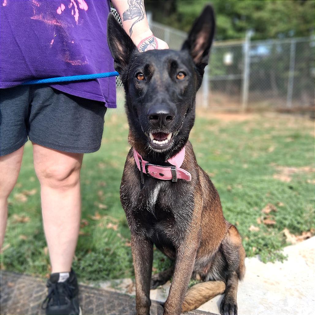 Enlarge Elvira, a Adoptable Belgian Shepherd / Malinois in Denison, TX image 3/4