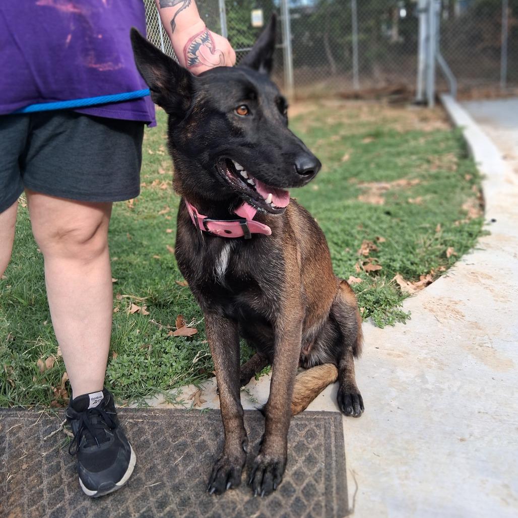 Enlarge Elvira, a Adoptable Belgian Shepherd / Malinois in Denison, TX image 4/4