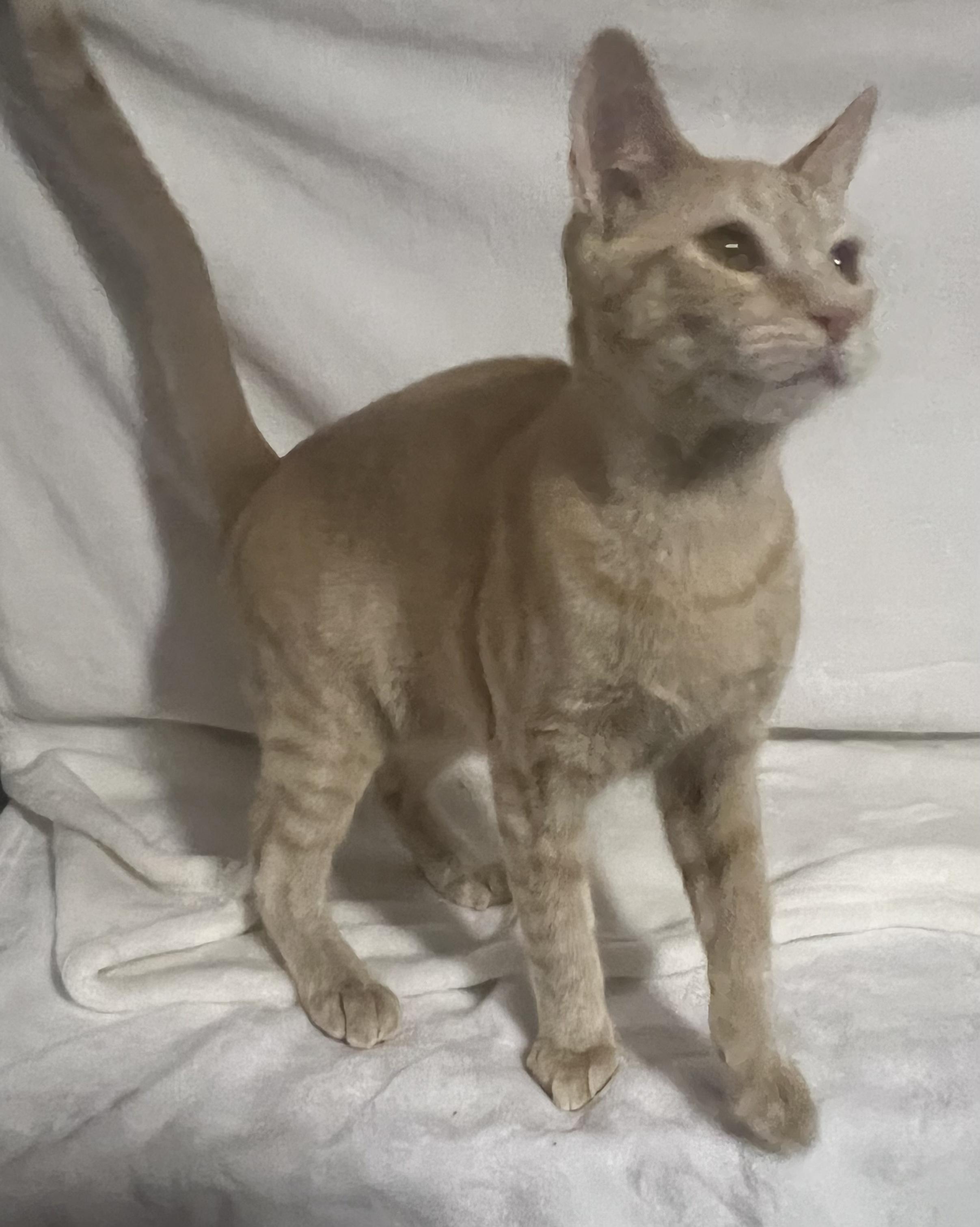 Kelce-Portofino PetSmart