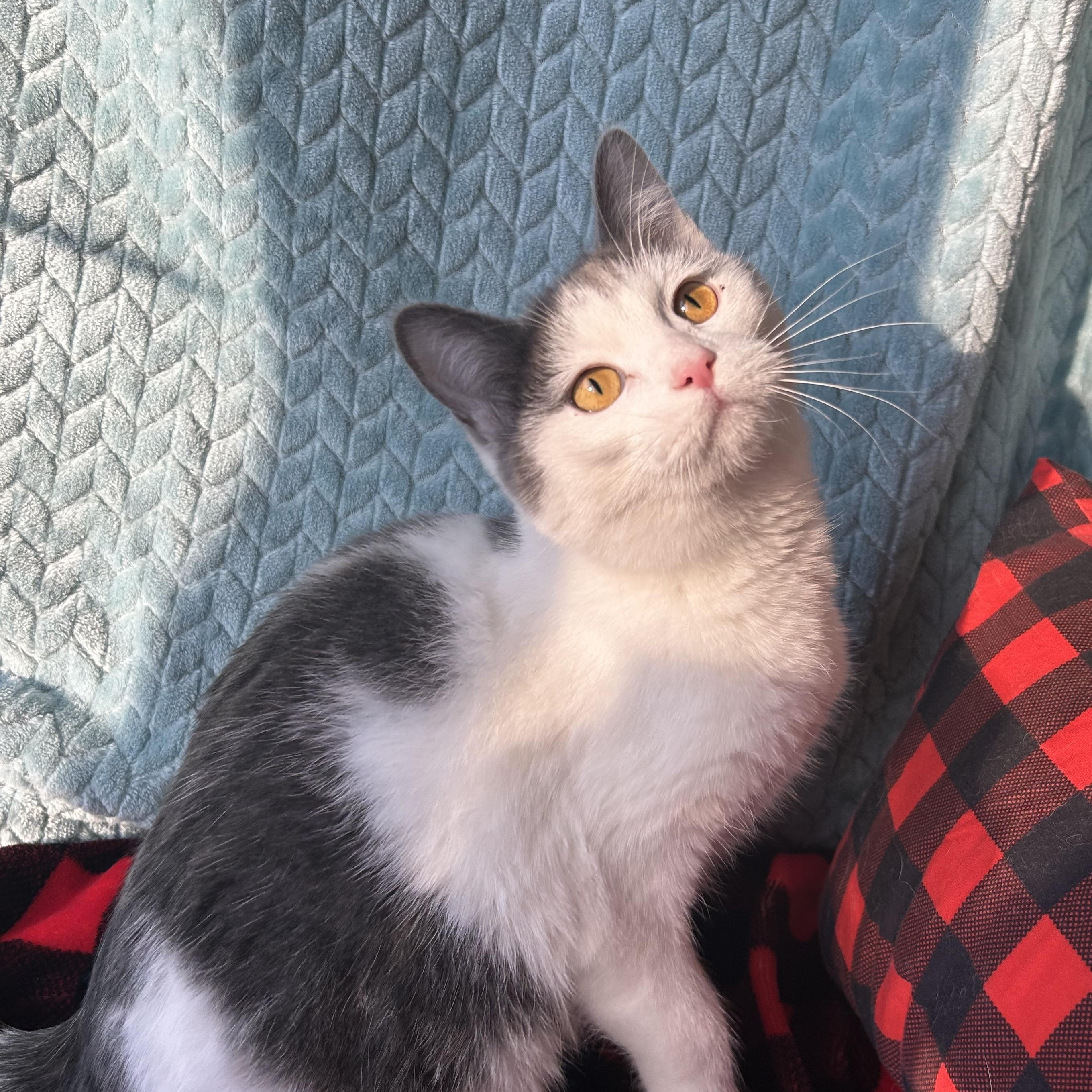 Enlarge Merlot, a Adoptable mixed breed in Madison Heights, MI image 4/4