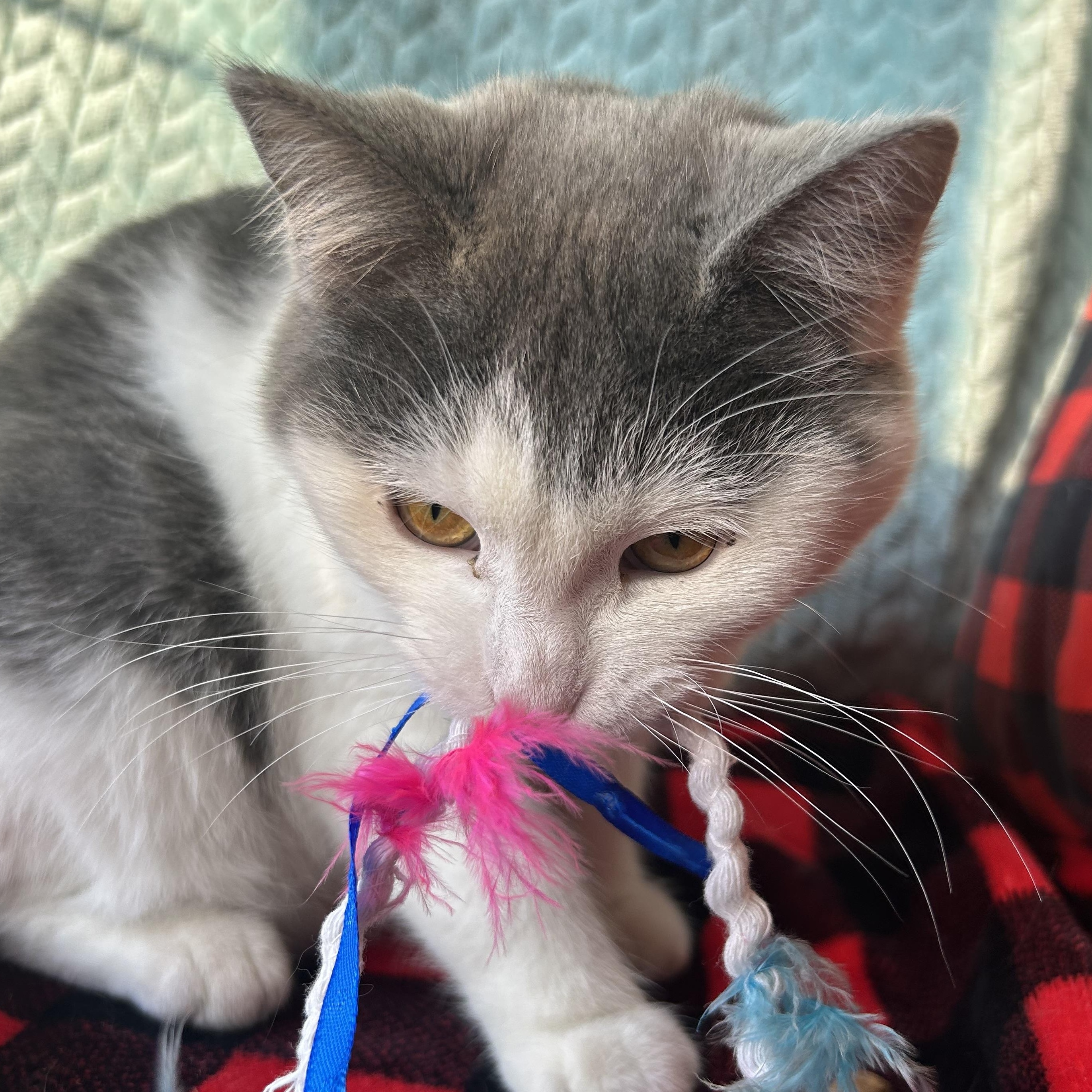 Enlarge Merlot, a Adoptable mixed breed in Madison Heights, MI image 2/4