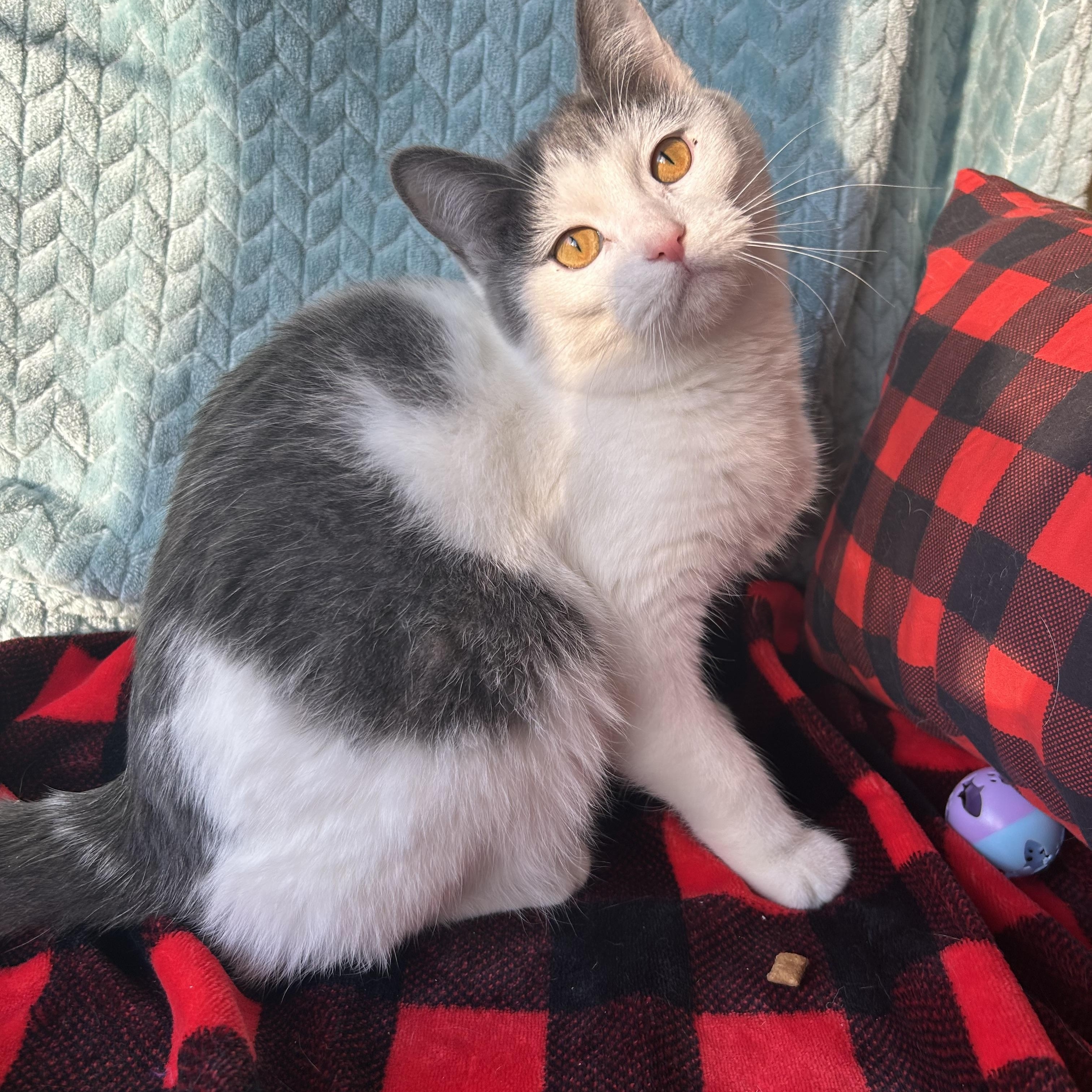 Enlarge Merlot, a Adoptable mixed breed in Madison Heights, MI image 1/4