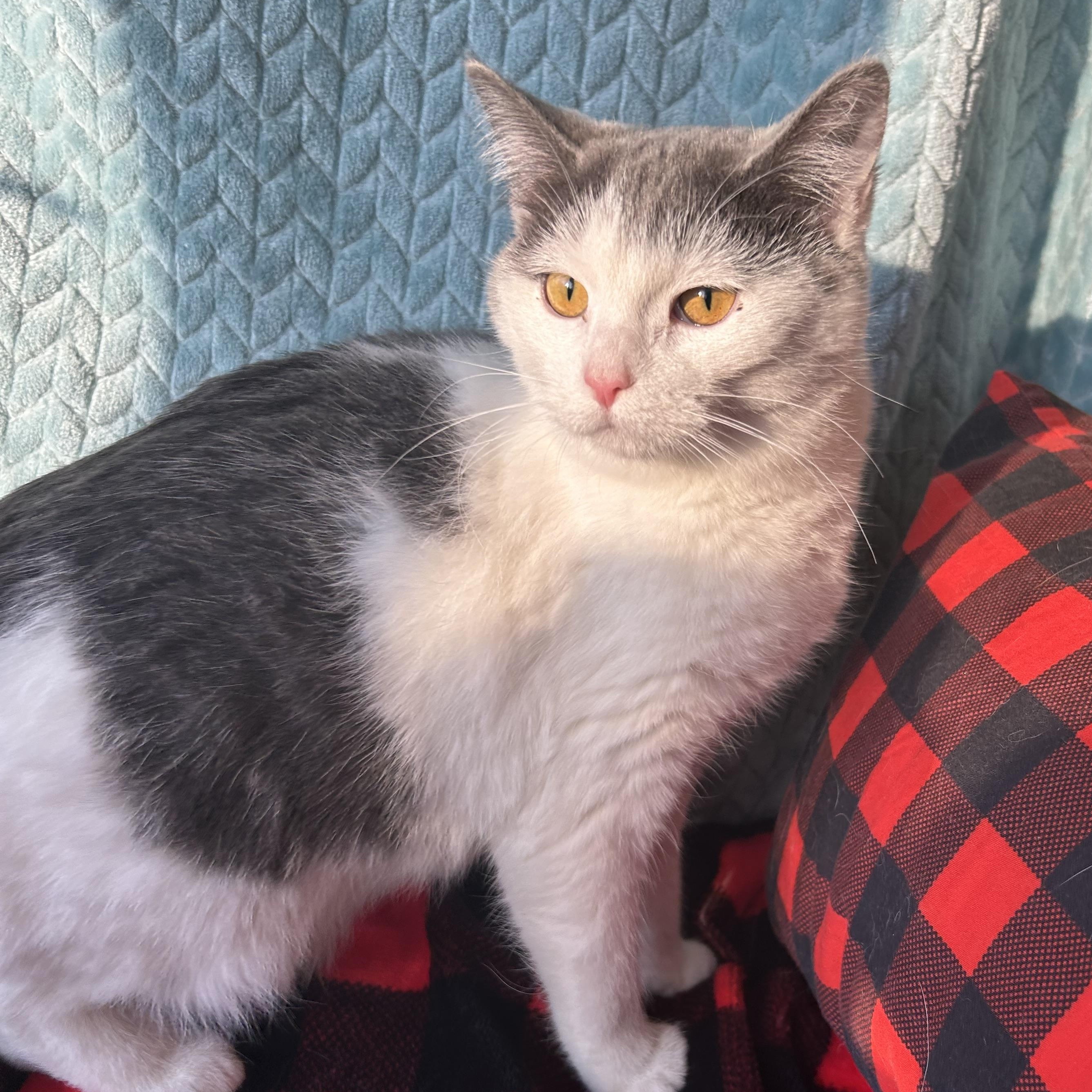 Enlarge Merlot, a Adoptable mixed breed in Madison Heights, MI image 3/4