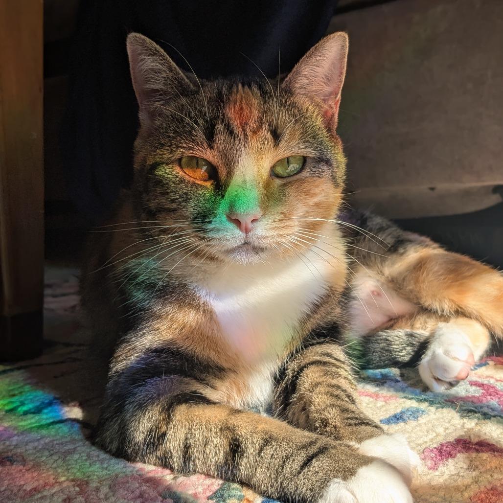 Enlarge Starlight, a Adoptable Domestic Short Hair in Mebane, NC image 1/6