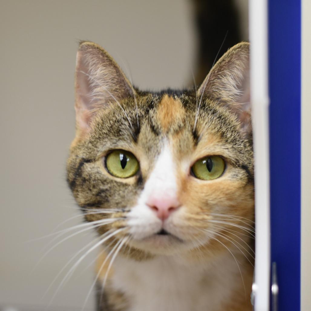 Enlarge Starlight, a Adoptable Domestic Short Hair in Mebane, NC image 2/6