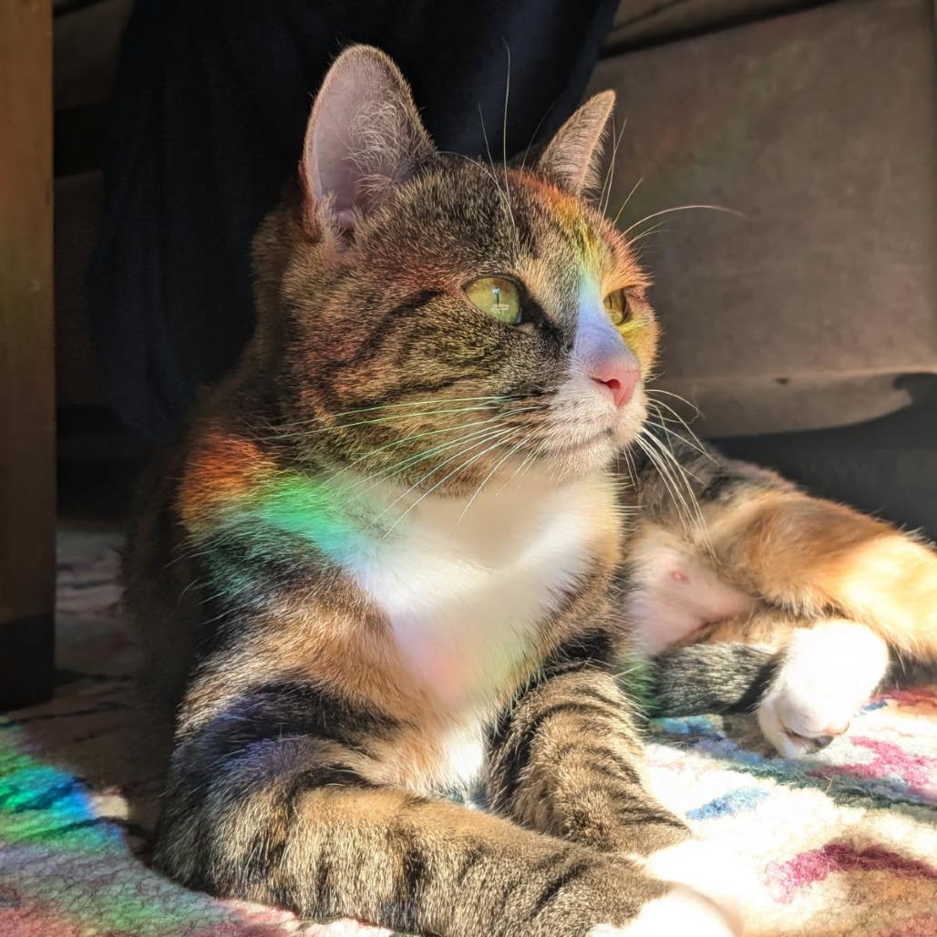Enlarge Starlight, a Adoptable Domestic Short Hair in Mebane, NC image 3/6