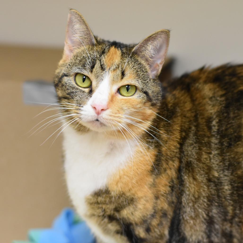 Enlarge Starlight, a Adoptable Domestic Short Hair in Mebane, NC image 5/6