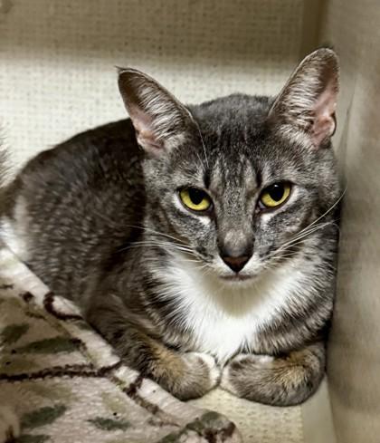 Cabbage, Adoptable, Adult Female Domestic Short Hair.